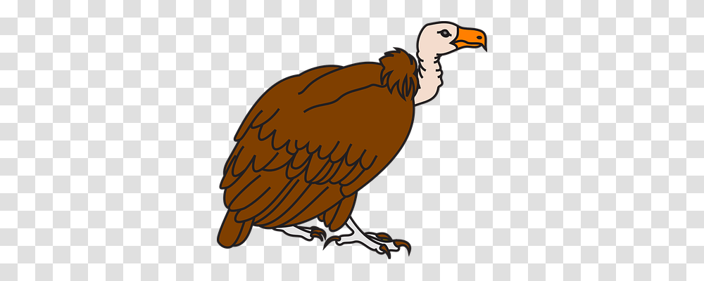 Vulture Animals, Bird, Condor, Beak Transparent Png