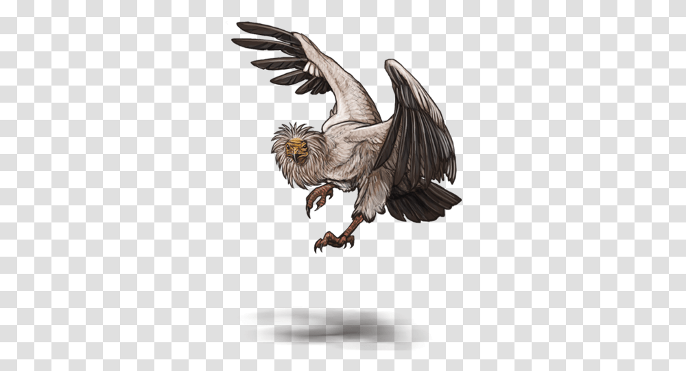 Vulture, Bird, Animal, Condor, Beak Transparent Png