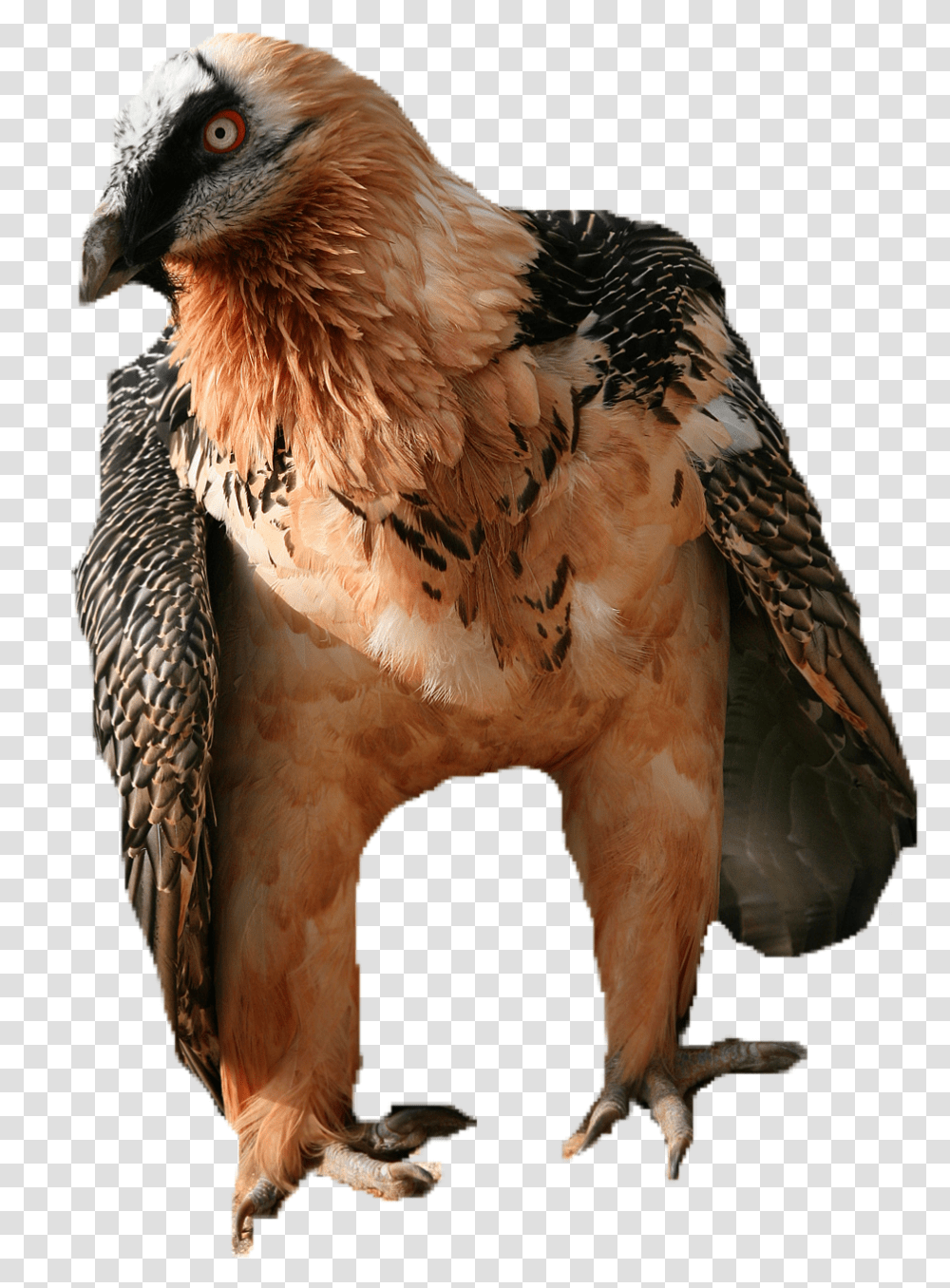 Vulture, Bird, Animal, Condor, Chicken Transparent Png