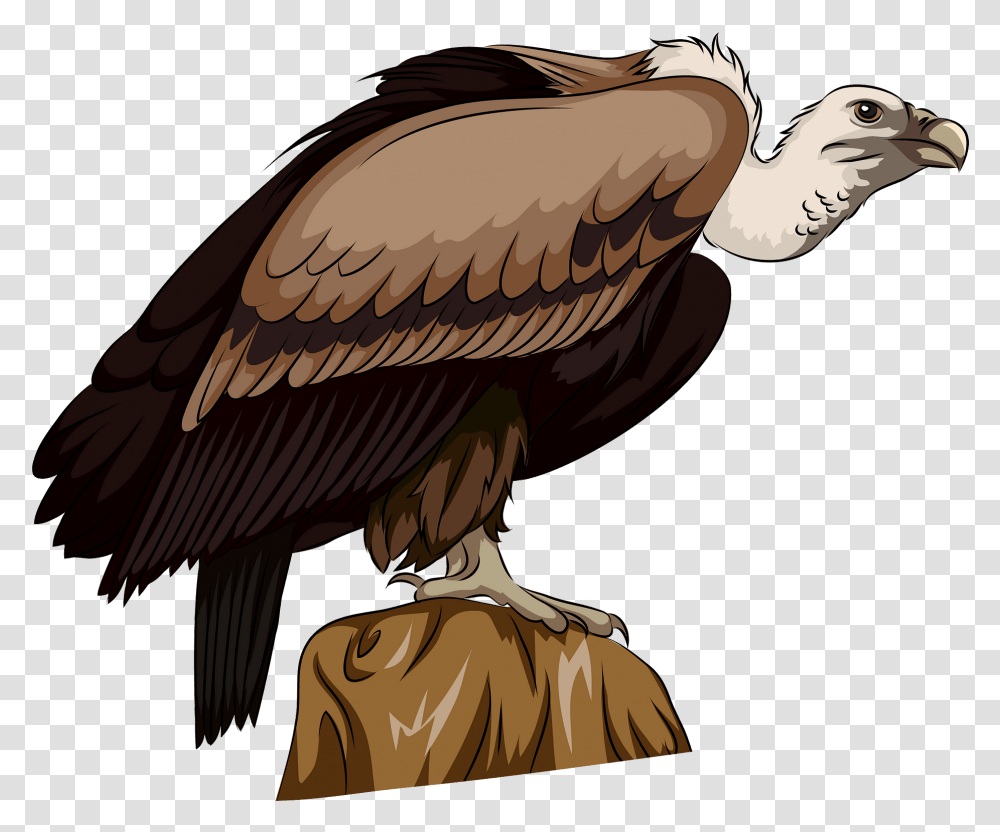 Vulture, Bird, Animal, Condor, Helmet Transparent Png
