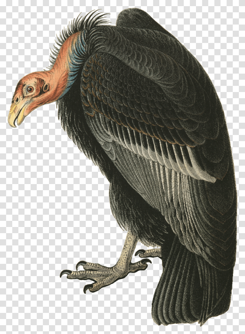 Vulture, Bird, Animal, Condor Transparent Png