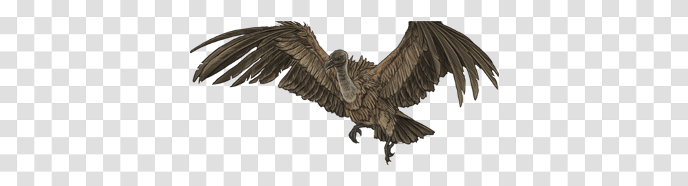 Vulture, Bird, Animal, Dinosaur, Reptile Transparent Png