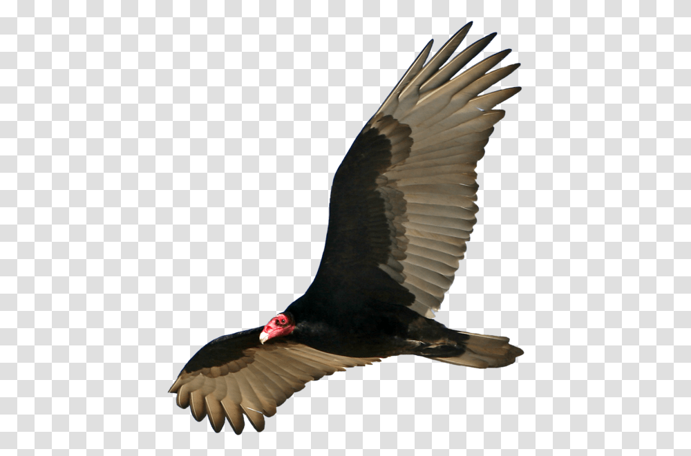 Vulture, Bird, Animal, Flying, Condor Transparent Png