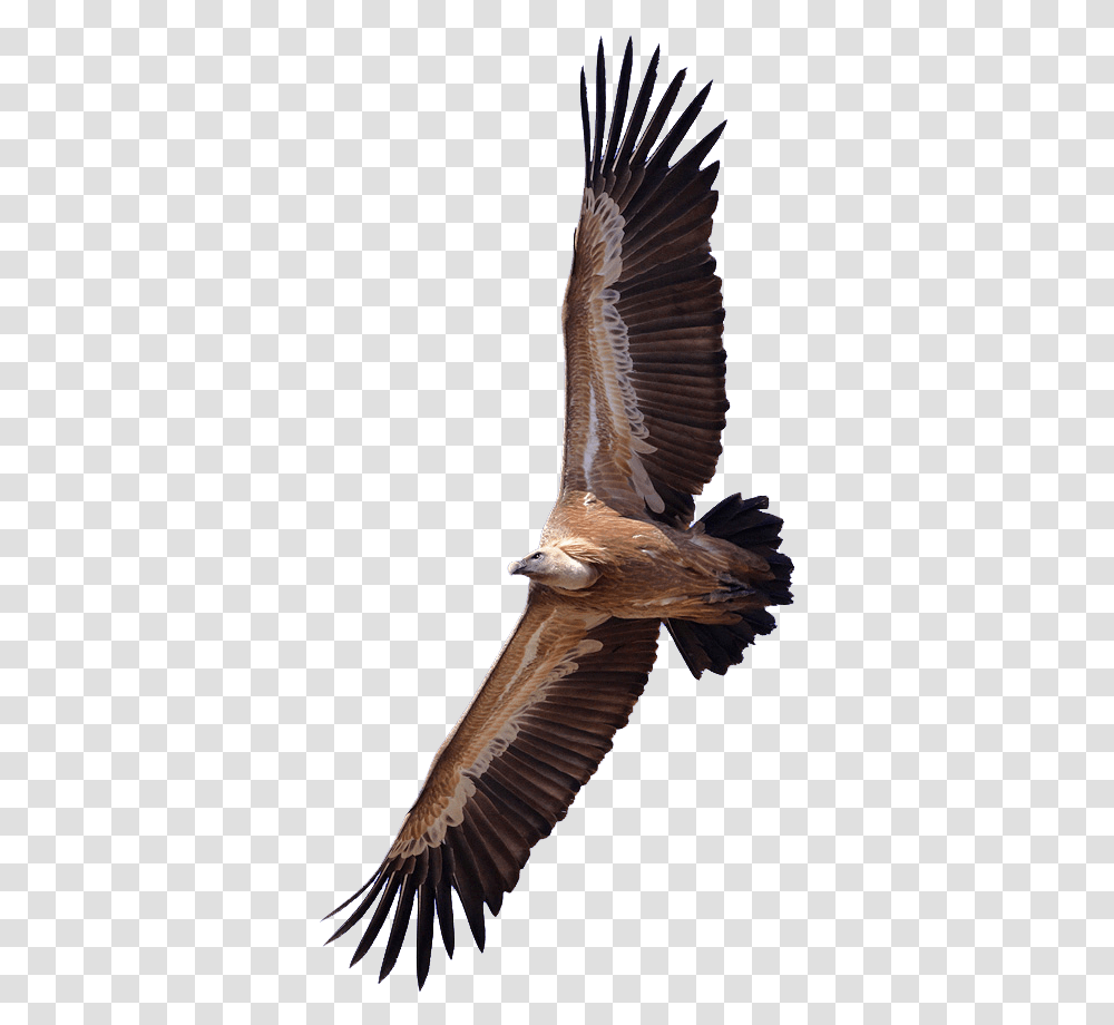 Vulture, Bird, Animal, Flying, Condor Transparent Png