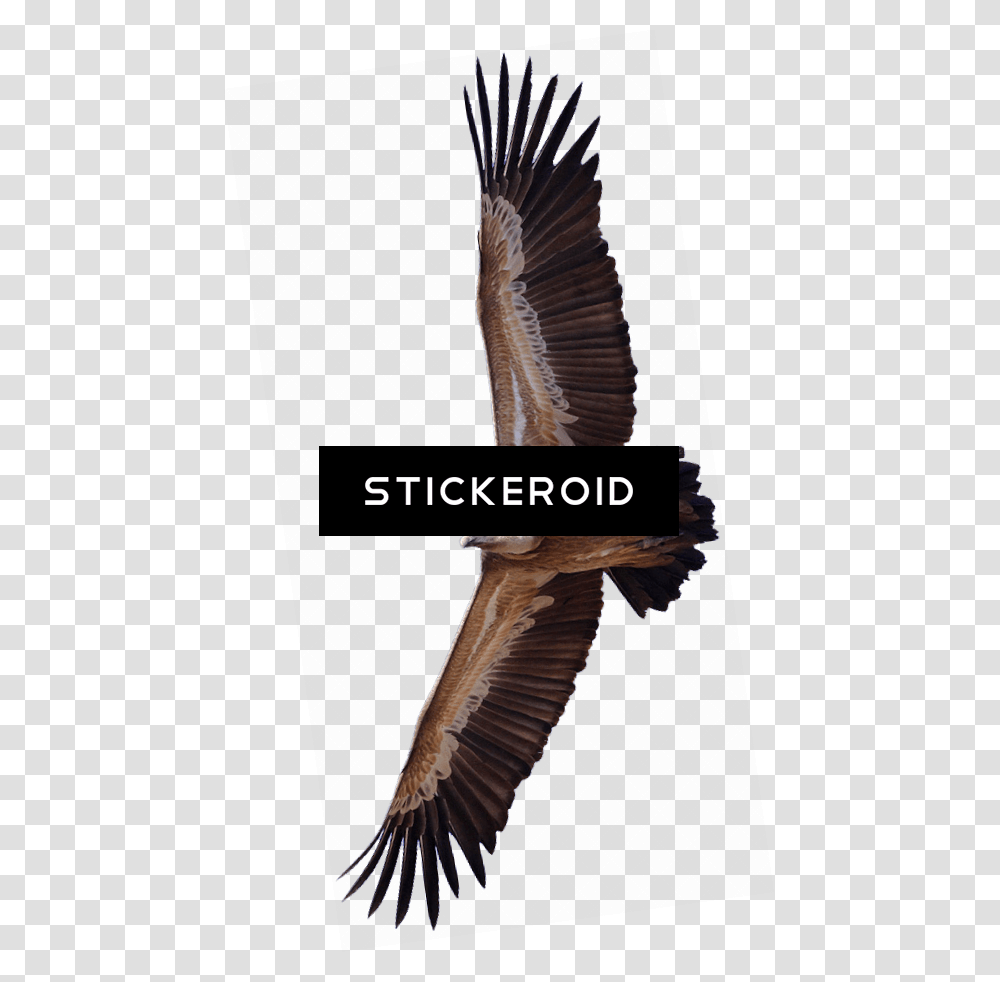 Vulture, Bird, Animal, Flying, Wildlife Transparent Png