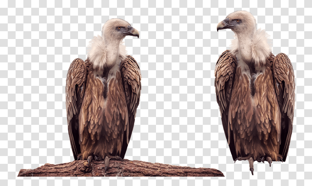 Vulture Bird Animal Isolated Vulture, Condor, Chicken, Poultry, Fowl Transparent Png