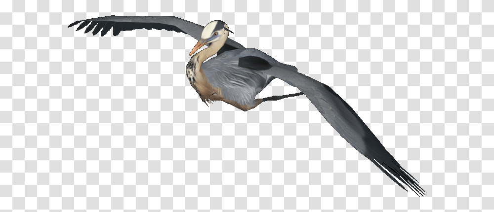 Vulture, Bird, Animal, Waterfowl, Flying Transparent Png