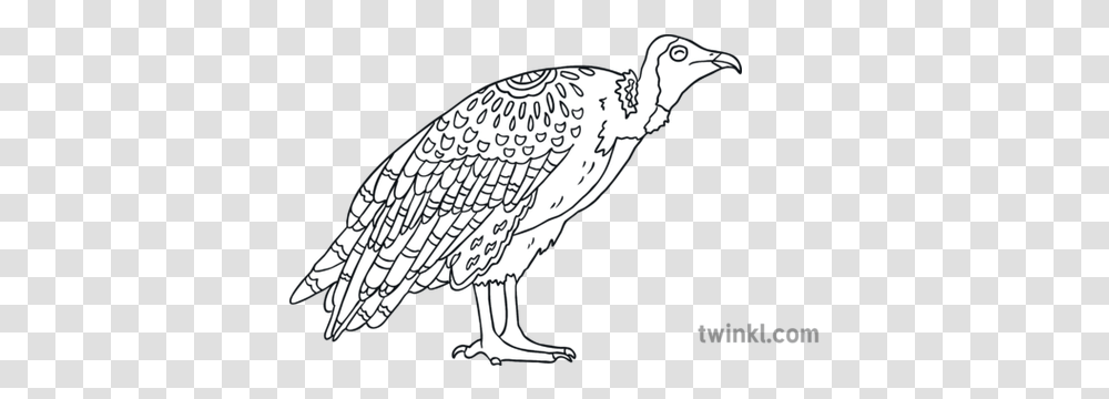 Vulture Bird Mindfulness Animal Eyfs Ks1 Illustration Twinkl Toadstool Black And White, Condor, Beak Transparent Png