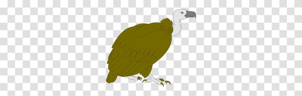 Vulture Clip Art, Bird, Animal, Condor, Tennis Ball Transparent Png