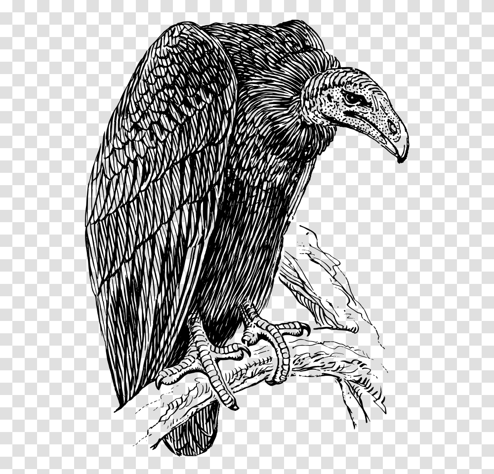 Vulture Clip Arts For Web, Gray, World Of Warcraft Transparent Png