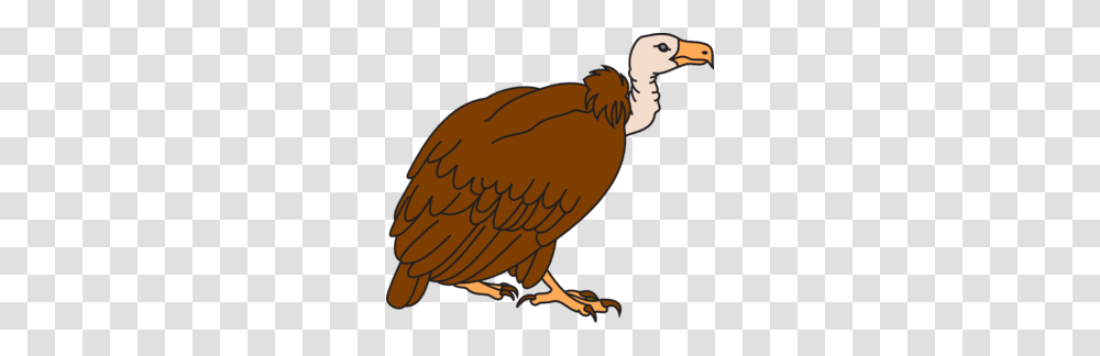 Vulture Clipart Clip Art, Bird, Animal, Condor, Dodo Transparent Png