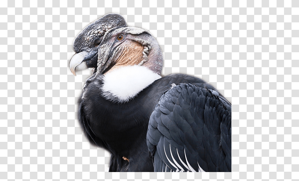 Vulture Condor Sticker By Clayton Lion Hitchens Condor Del Ecuador, Bird, Animal, Beak Transparent Png