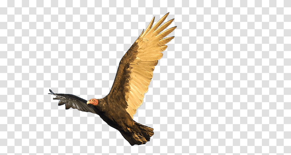 Vulture Control Program Safe Haven Bird Removal And Relocation Golden Eagle, Animal, Condor, Flying, Kite Bird Transparent Png