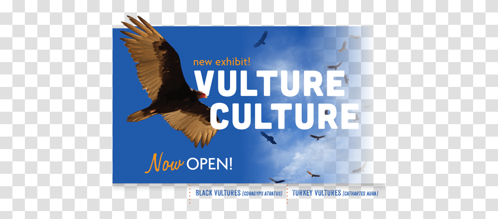 Vulture Culture Sea Eagle, Bird, Animal, Flying, Airplane Transparent Png