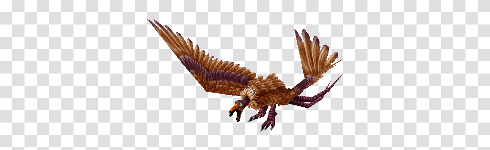 Vulture, Eagle, Bird, Animal, Kite Bird Transparent Png