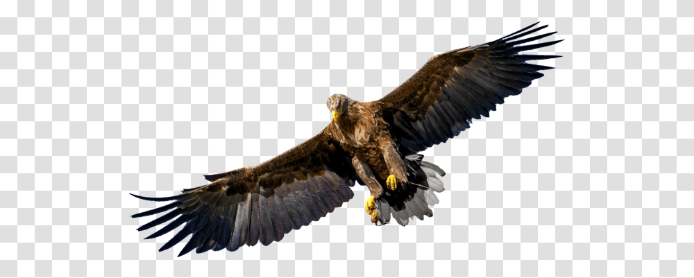 Vulture Photo Background Images And Svg Bird Of Prey, Eagle, Animal, Kite Bird, Buzzard Transparent Png