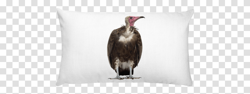 Vulture Print Rectangular Pillow Eye And Wink Svg, Bird, Animal, Condor, Buzzard Transparent Png