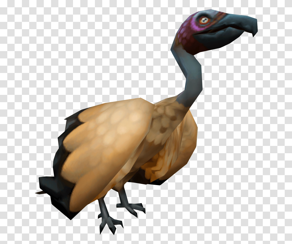 Vulture Runescape Wiki Fandom Flightless Bird, Animal, Crane Bird, Stork, Pelican Transparent Png