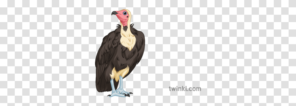 Vulture Science Ecology Animals Birds Wildlife Secondary California Condor, Chicken, Poultry, Fowl, Beak Transparent Png