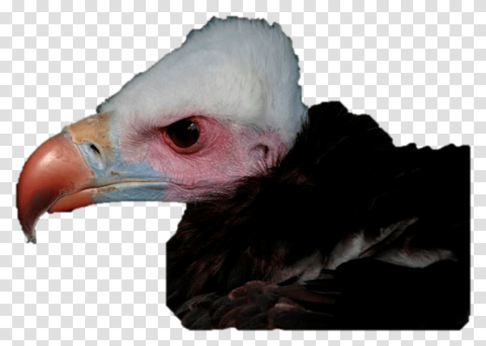 Vulture Vision Paper Accepted Dr Steve Portugal Animal Domesticated Turkey, Bird, Beak, Condor Transparent Png