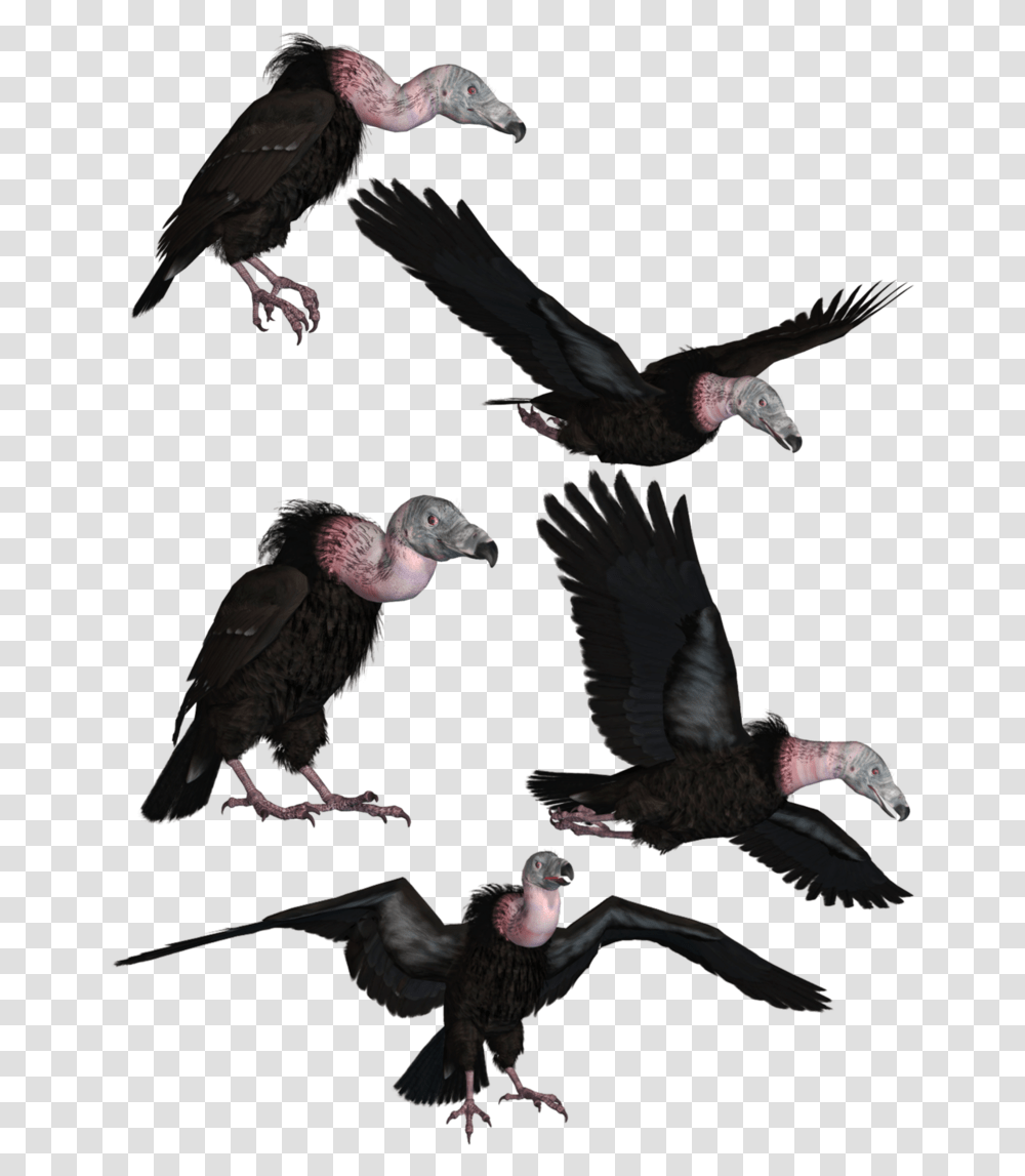 Vultures, Bird, Animal, Condor, Blackbird Transparent Png