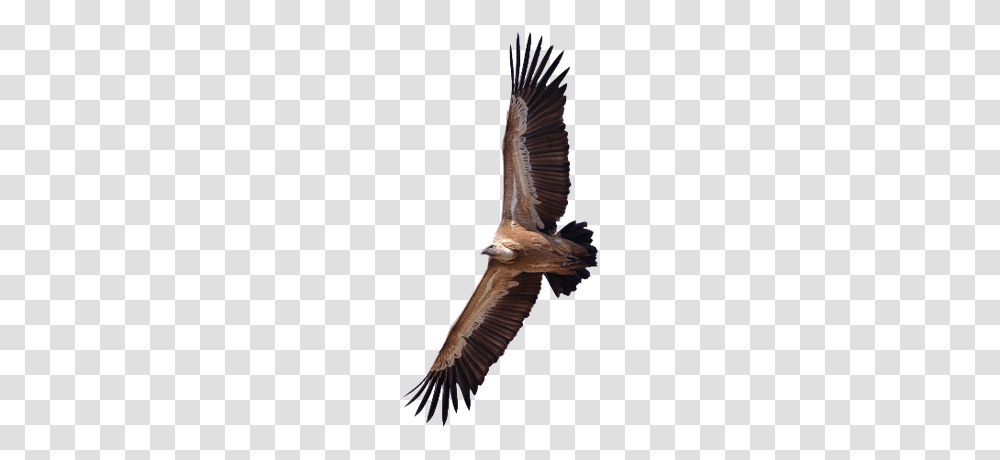Vultures Images, Bird, Animal, Flying, Condor Transparent Png