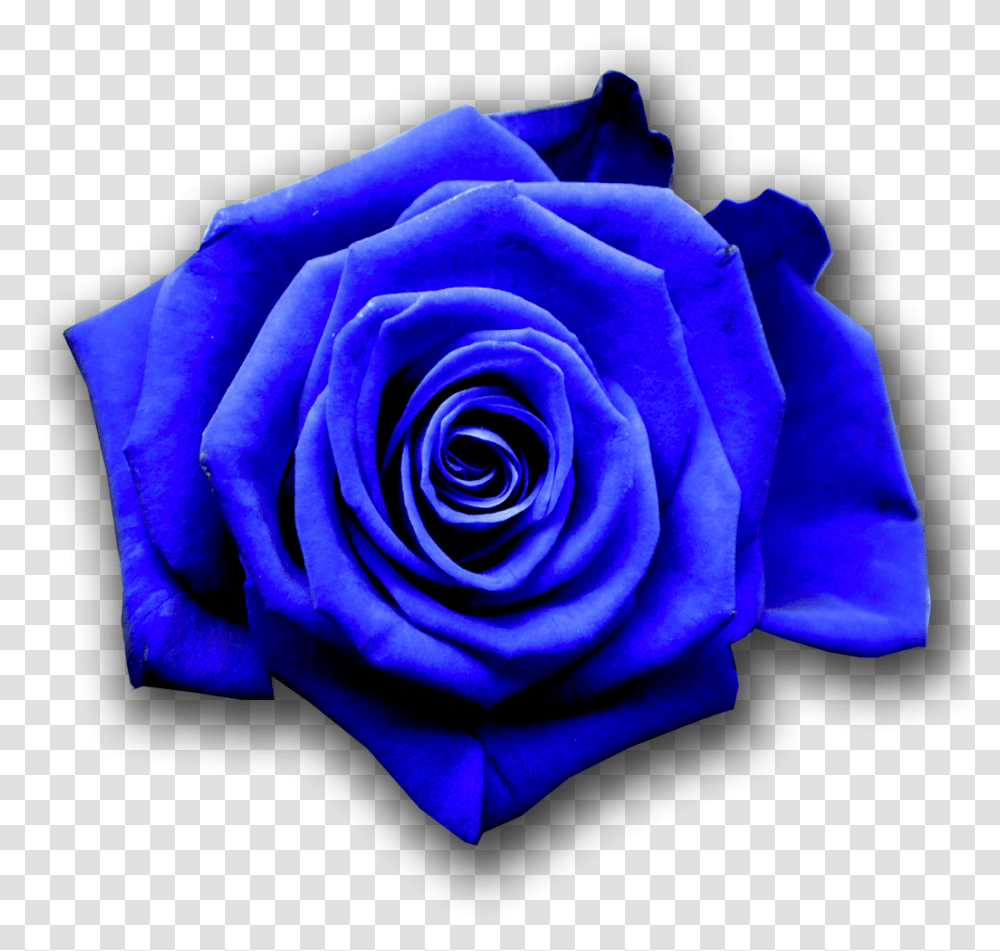 Vw Show Me Pictures Of Blue Flowers, Rose, Plant, Blossom Transparent Png