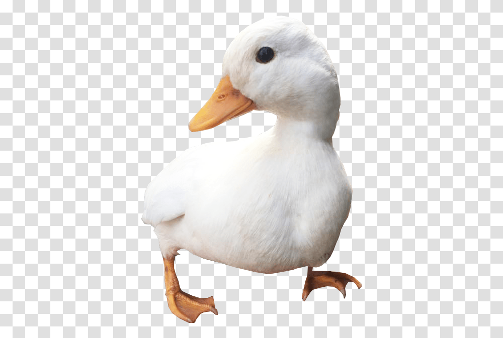 Waddling Duck Mallard, Bird, Animal, Beak, Goose Transparent Png