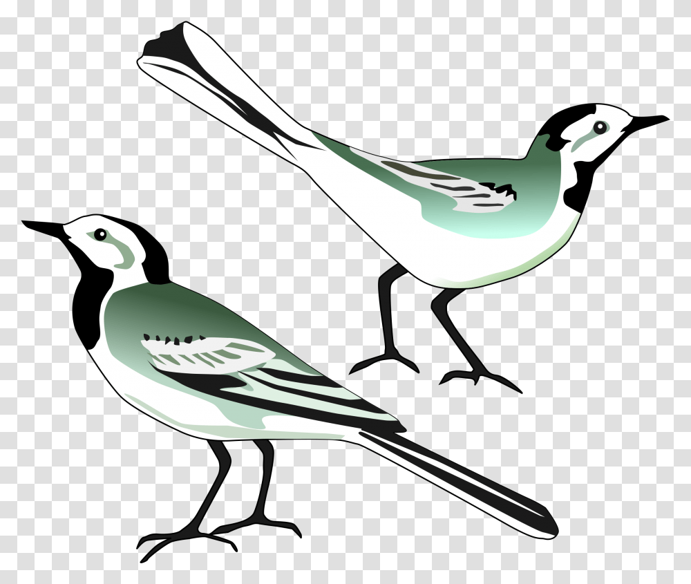 Wagtail Clipart, Jay, Bird, Animal, Blue Jay Transparent Png