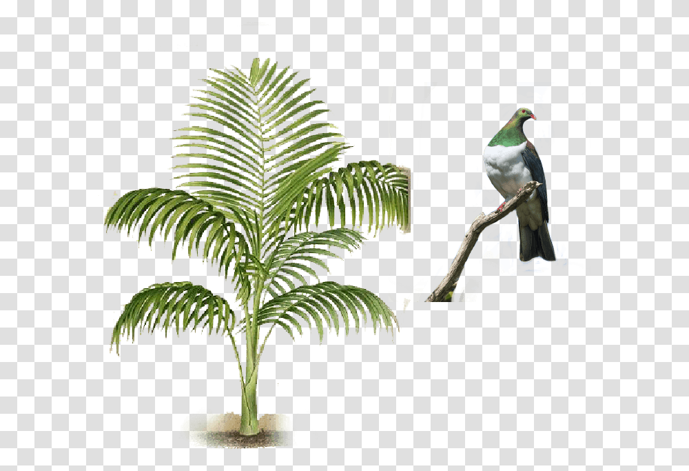 Waiheke Roystonea, Plant, Tree, Palm Tree, Arecaceae Transparent Png