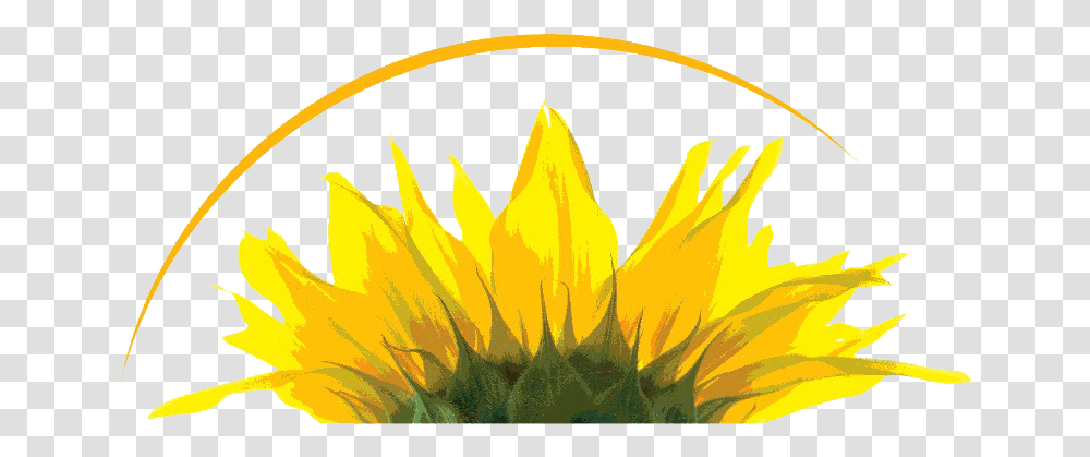Wakelee Staff Icon Of St Sebastian, Plant, Flower, Blossom, Sunflower Transparent Png