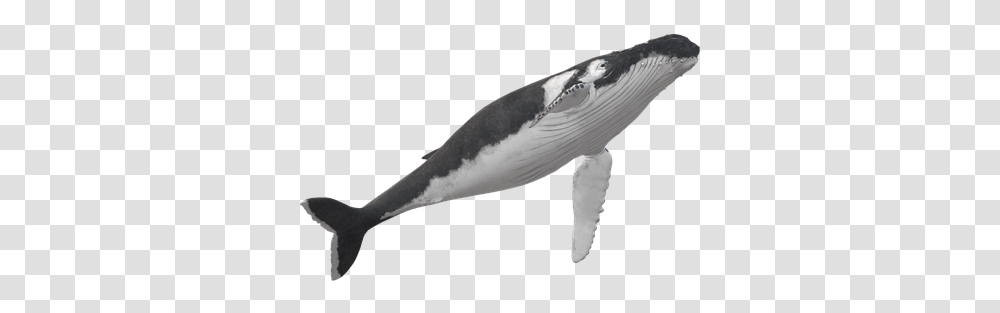 Wal Humpback Whale Animal Maritime Killer Whale, Axe, Tool, Sea Life, Mammal Transparent Png