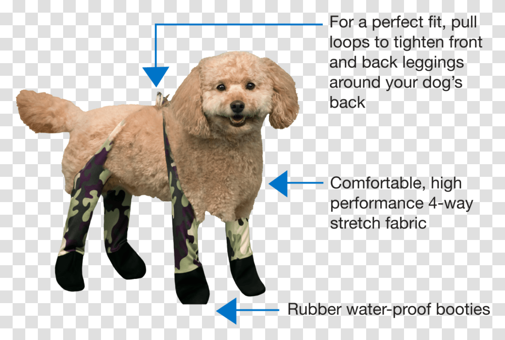 Walkee Paws Toy Poodle, Dog, Pet, Canine, Animal Transparent Png