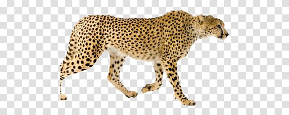 Walking Cheetah, Wildlife, Mammal, Animal, Panther Transparent Png