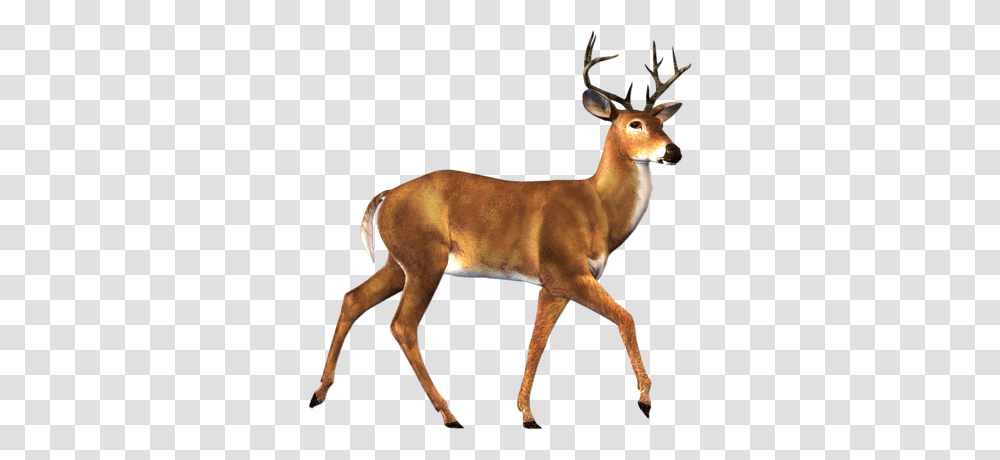 Walking Deer Sideview, Antelope, Wildlife, Mammal, Animal Transparent Png