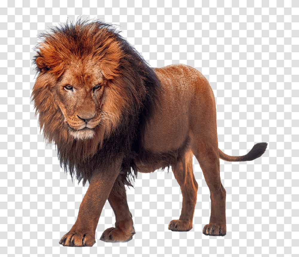 Walking Lion Image Max Verstappen Unleash The Lion, Wildlife, Mammal, Animal Transparent Png