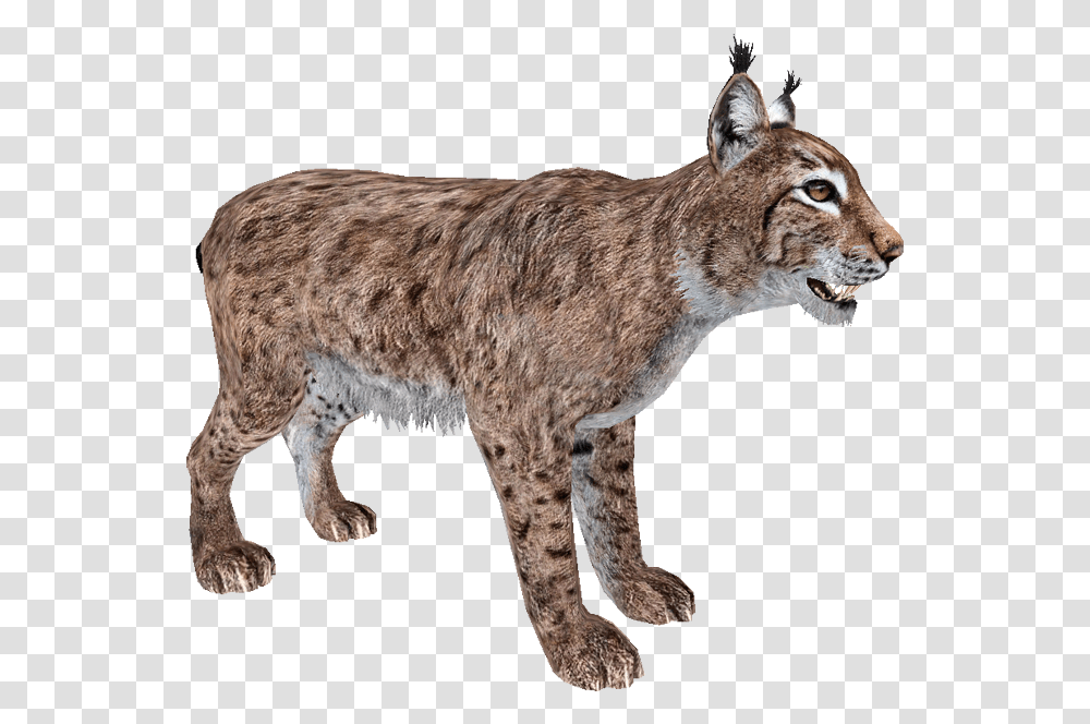 Walking Lynx Photo Animal Bobcat, Mammal, Wildlife, Dog, Pet Transparent Png