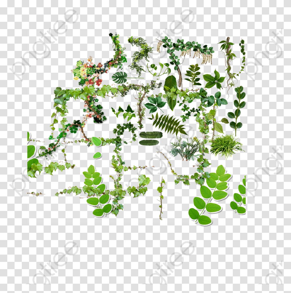 Wall Climbing Plant, Floral Design, Pattern Transparent Png