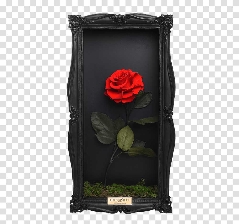 Wall Frame Rose Forever Wall Frame, Flower, Plant, Blossom, Luggage Transparent Png