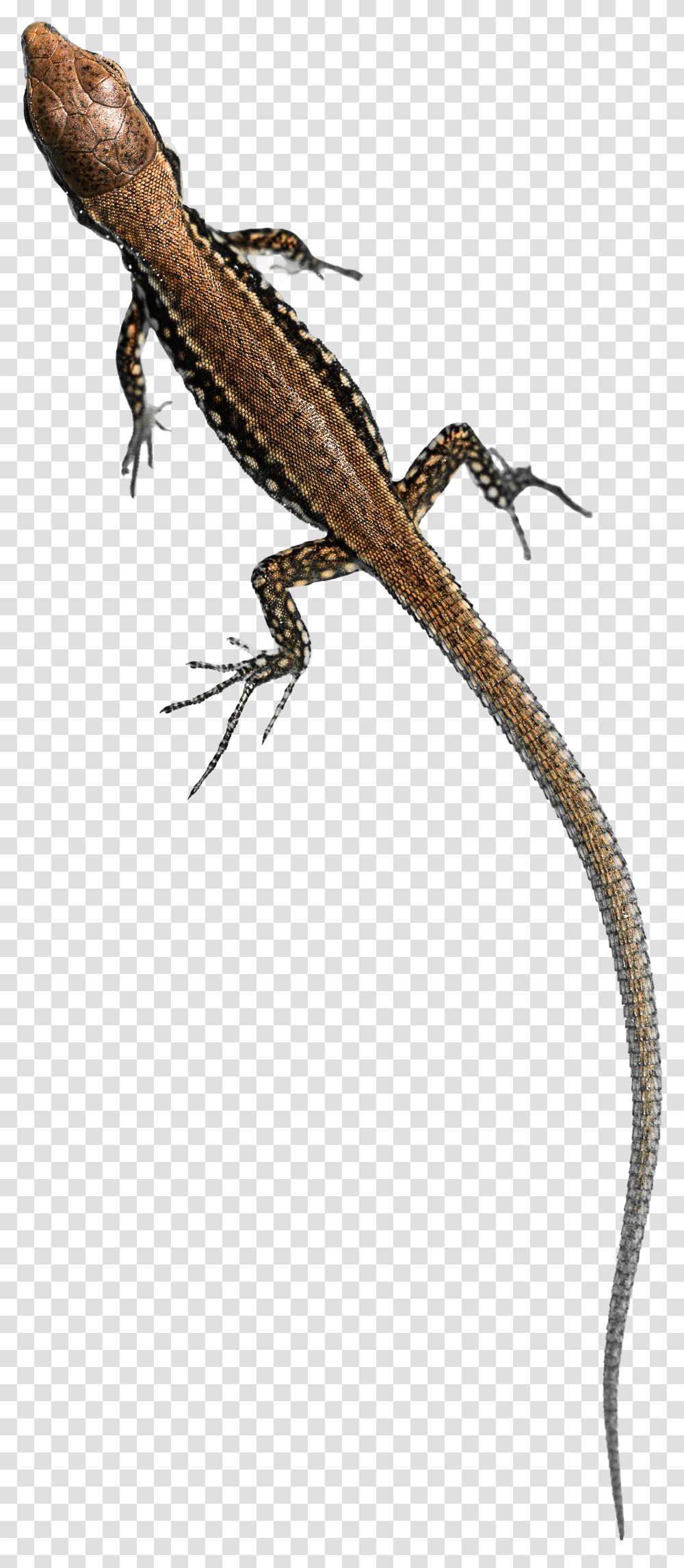 Wall Lizard, Reptile, Animal, Gecko, Anole Transparent Png