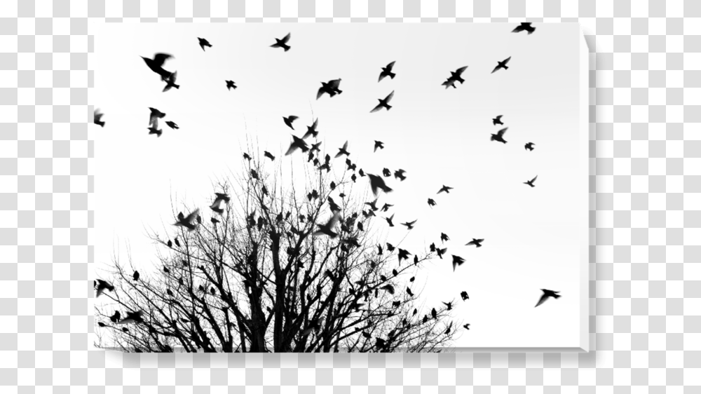 Wall Murals, Flock, Animal, Bird, Silhouette Transparent Png