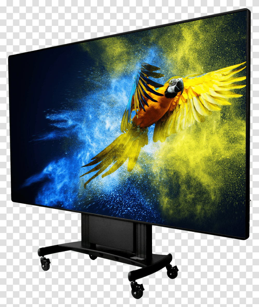 Wall Powder Parrot, Monitor, Screen, Electronics, Display Transparent Png