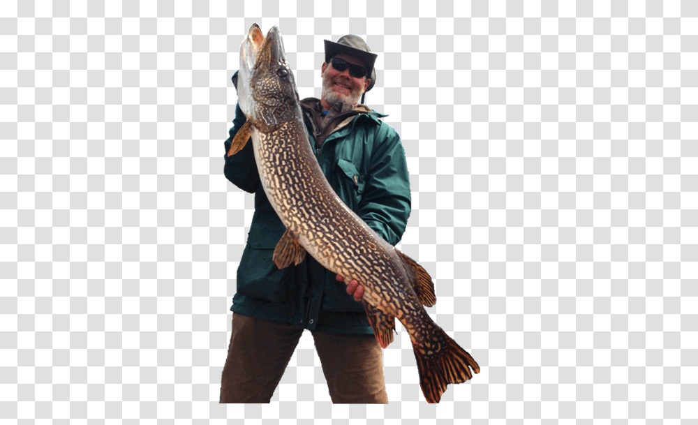 Walleye Catching Fish, Pike, Sea Life, Animal, Person Transparent Png