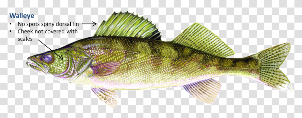 Walleye Fish, Animal, Perch Transparent Png