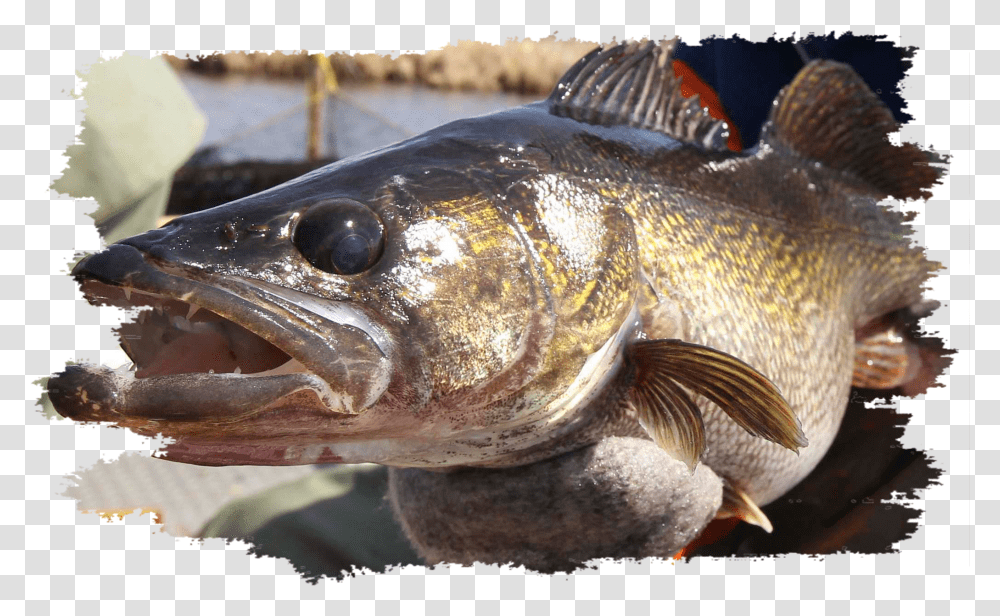 Walleye Grunge Winnipeg, Fish, Animal, Perch Transparent Png