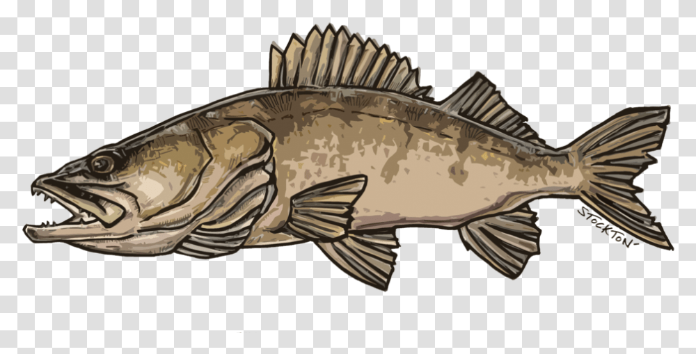 Walleye, Perch, Fish, Animal, Cod Transparent Png