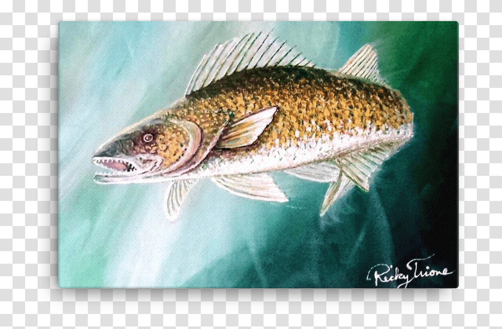Walleye Pike By Ricky Trione Brown Trout, Fish, Animal, Perch Transparent Png