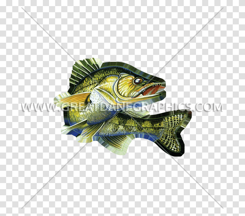 Walleye Vector Fish Bass, Perch, Animal, Bird Transparent Png