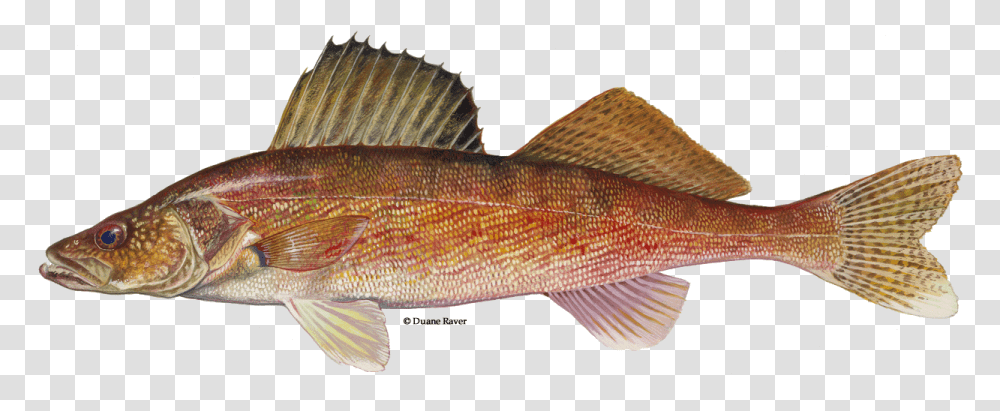 Walleye Walleyed Pike, Fish, Animal, Perch Transparent Png