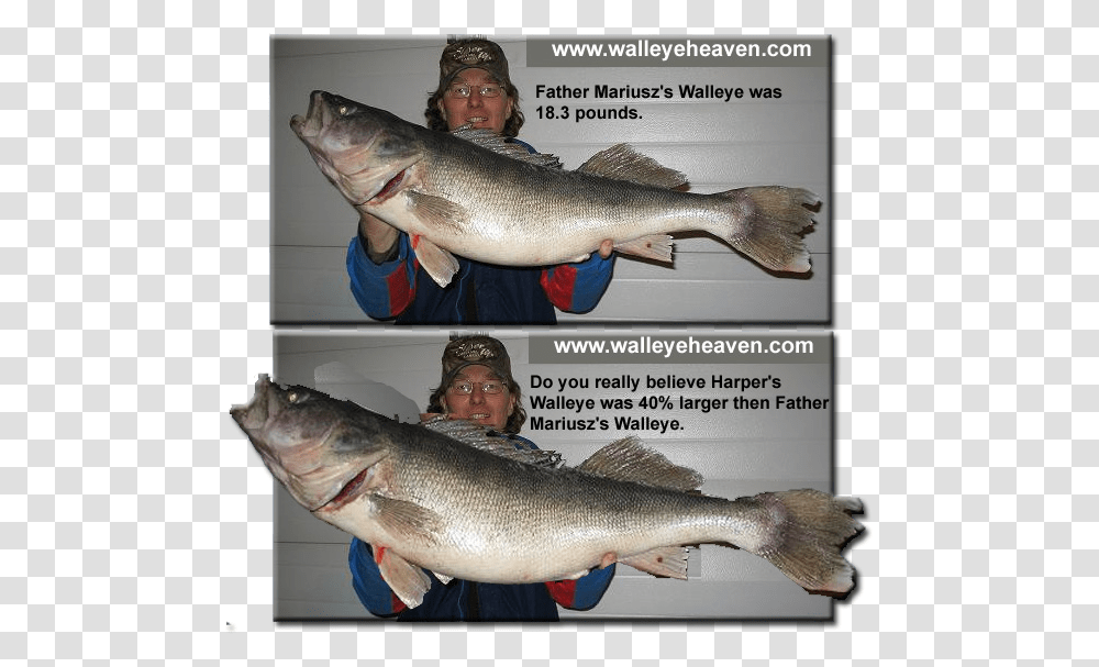 Walleye World Record Walleye Length, Perch, Fish, Animal, Person Transparent Png